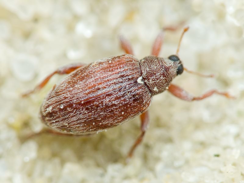 Curculionidae Latreille, 1802